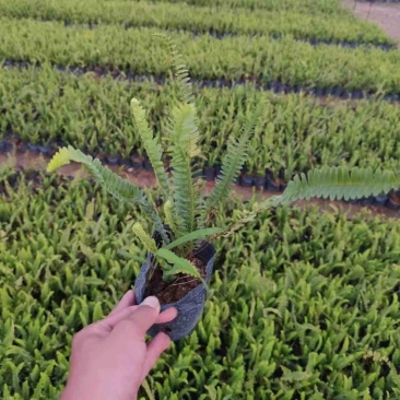 肾蕨小杯中杯基地直销质量优质，欢迎前来咨询合作