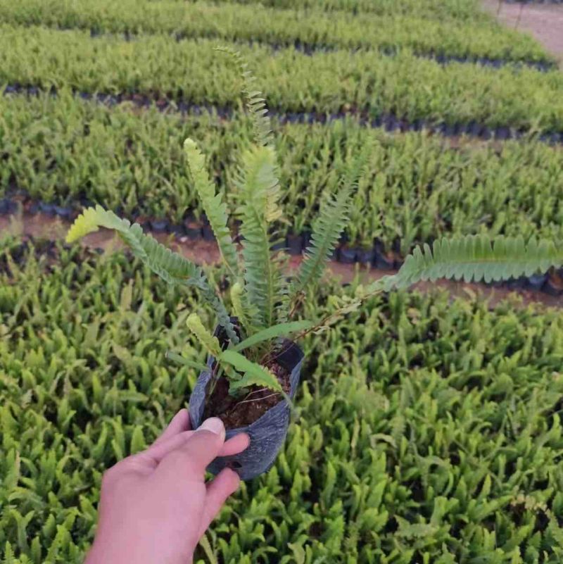 肾蕨小杯中杯基地直销质量优质，欢迎前来咨询合作