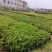 毛杜鹃小杯中杯产地直发质量优质欢迎来电咨询合作