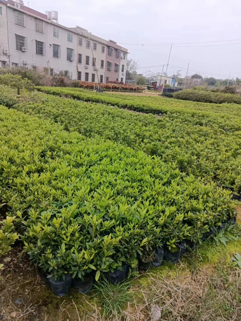 毛杜鹃小杯中杯产地直发质量优质欢迎来电咨询合作
