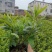 毛杜鹃小杯中杯产地直发质量优质欢迎来电咨询合作