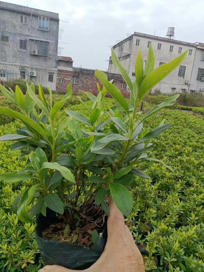 毛杜鹃小杯中杯产地直发质量优质欢迎来电咨询合作