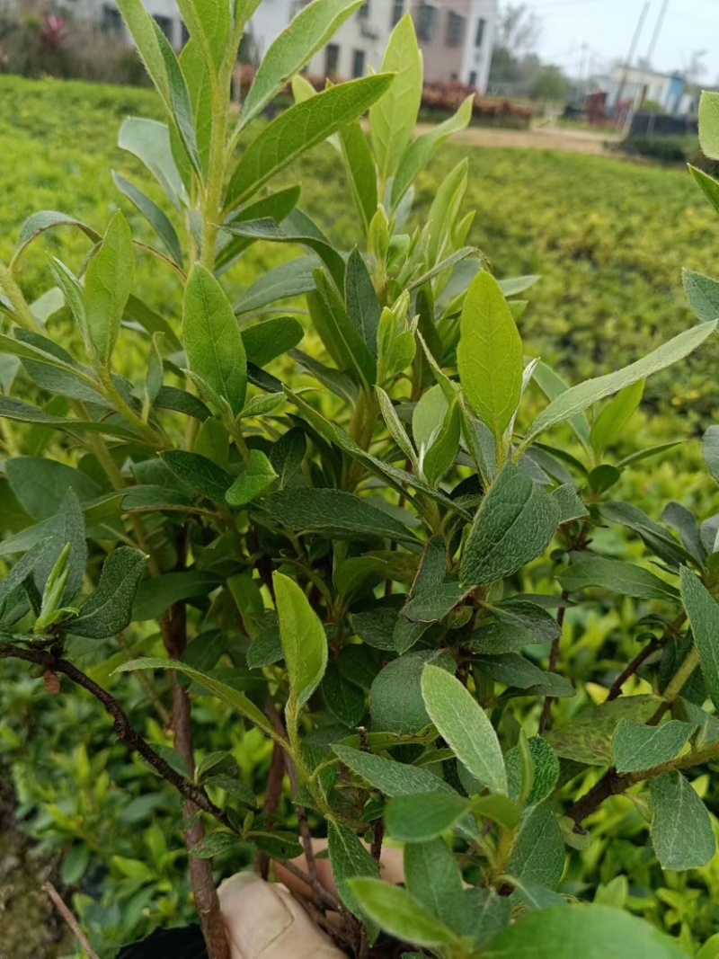 毛杜鹃小杯中杯产地直发质量优质欢迎来电咨询合作