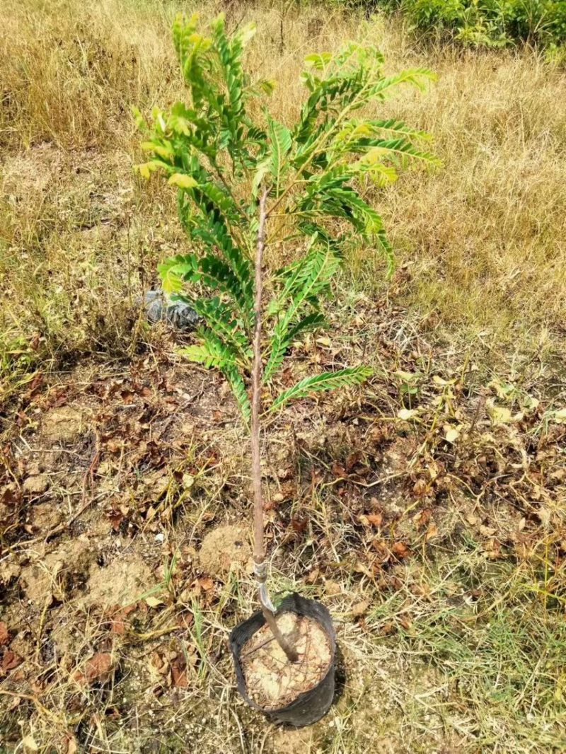 油甘果苗，种苗，果苗，各规格甜油甘，大量出售，有需要联系