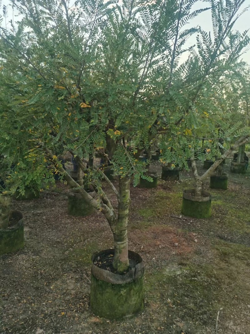 油甘果苗，种苗，果苗，各规格甜油甘，大量出售，有需要联系