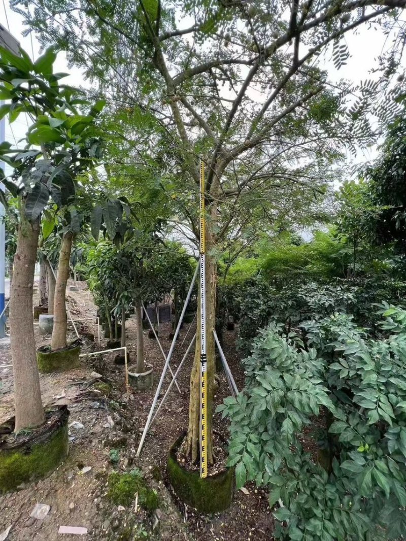 油甘果苗，种苗，果苗，各规格甜油甘，大量出售，有需要联系