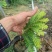油甘果苗，种苗，果苗，各规格甜油甘，大量出售，有需要联系