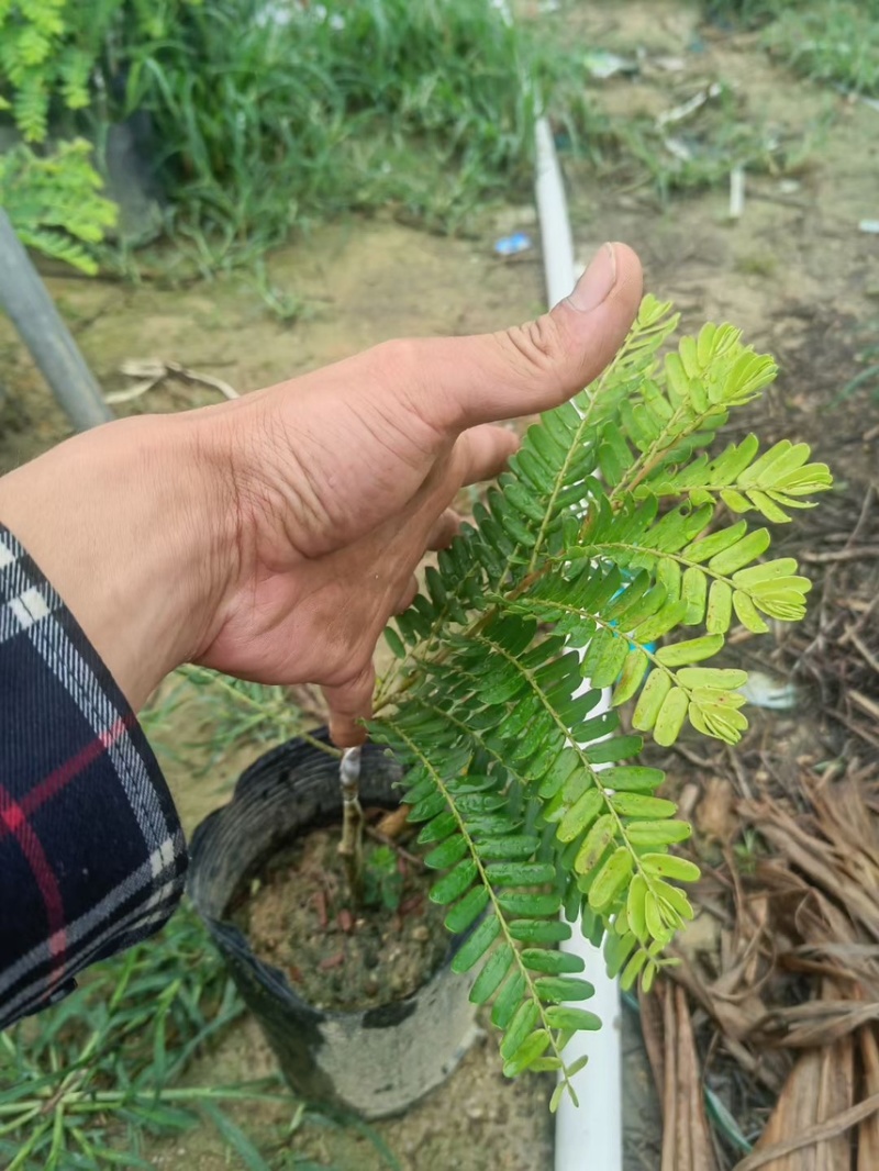 油甘果苗，种苗，果苗，各规格甜油甘，大量出售，有需要联系