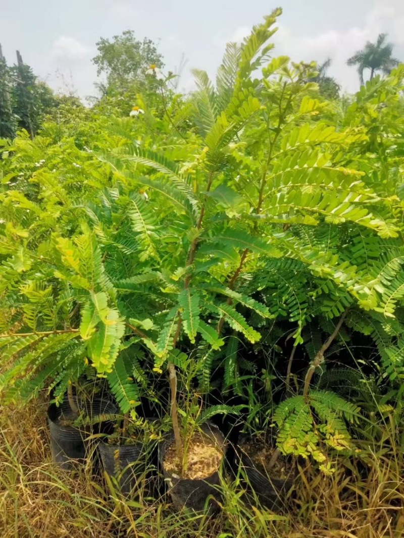 油甘果苗，种苗，果苗，各规格甜油甘，大量出售，有需要联系