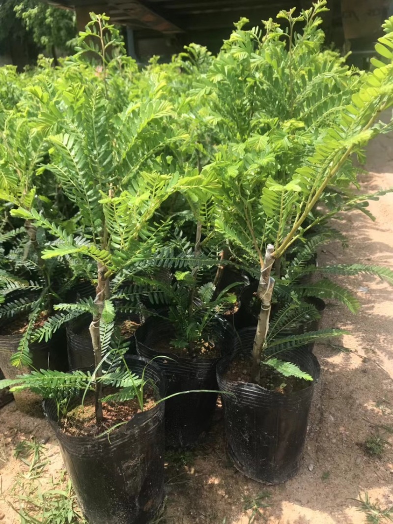 油甘果苗，种苗，果苗，各规格甜油甘，大量出售，有需要联系