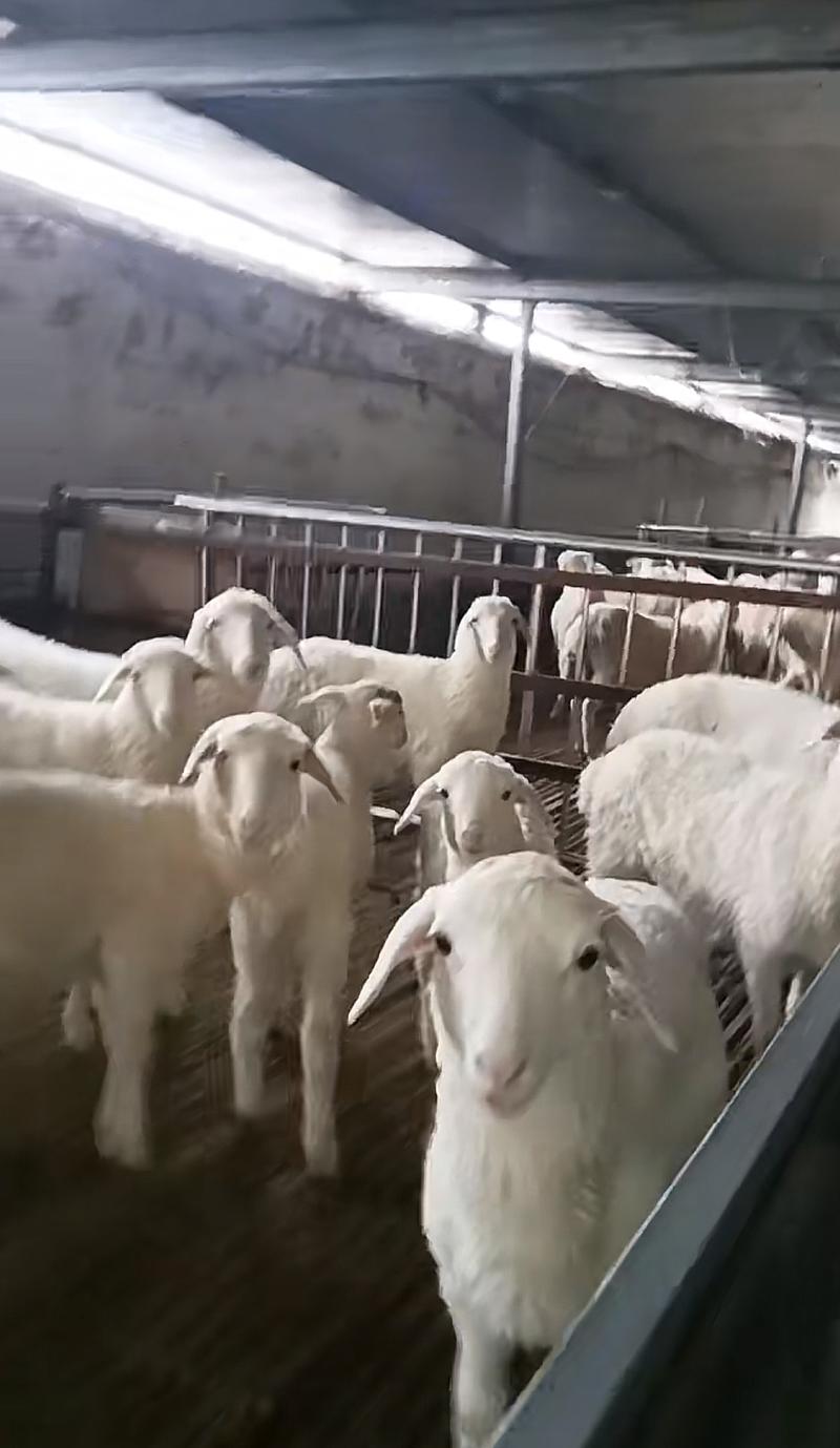 农场养殖湖羊活羊羔一对一视频挑选活羊现杀