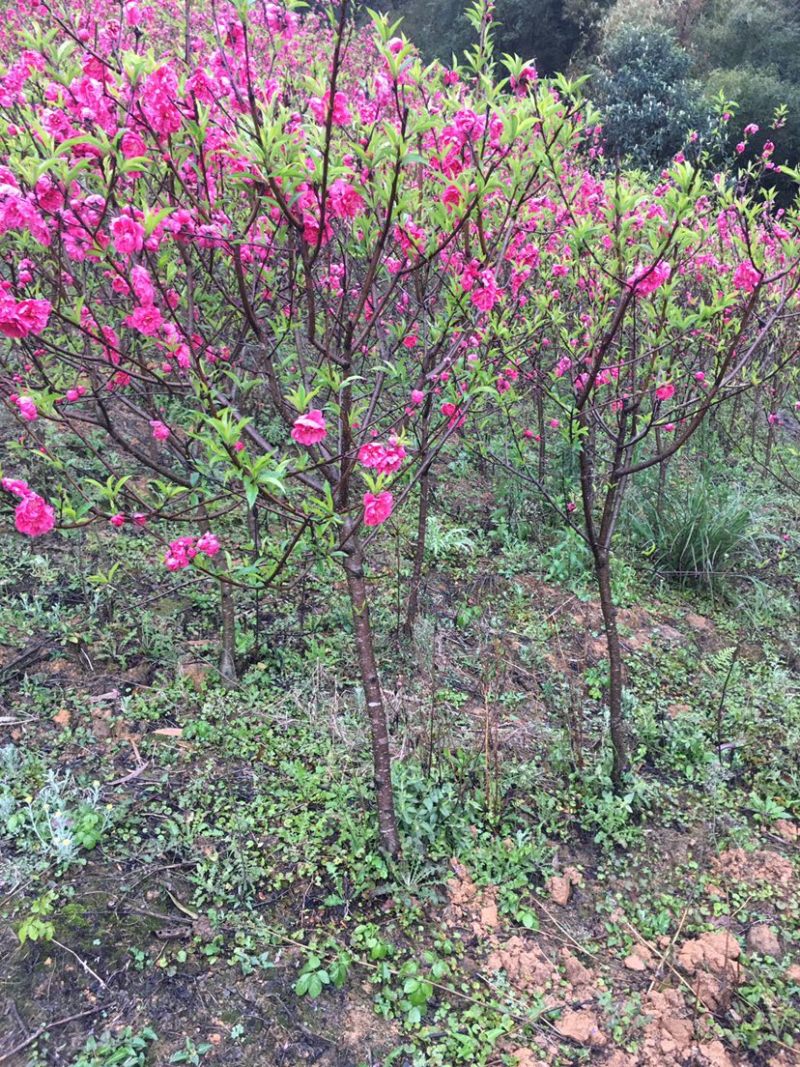 出售桃花苗