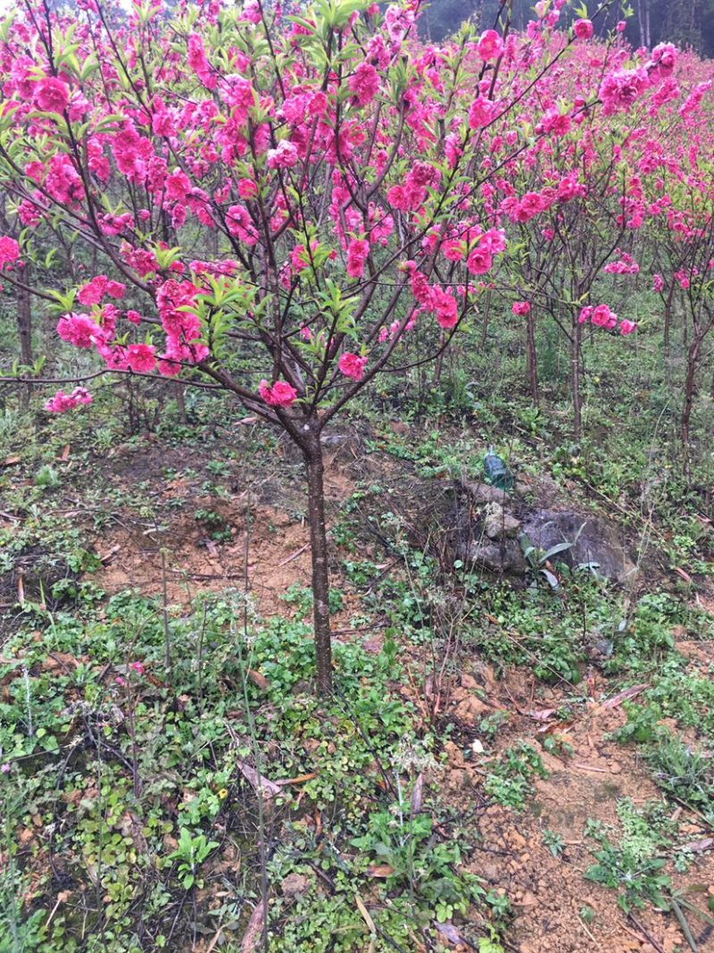 出售桃花苗