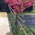 出售桃花苗