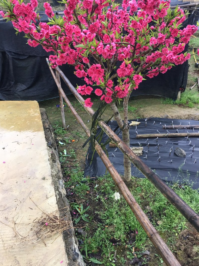 出售桃花苗