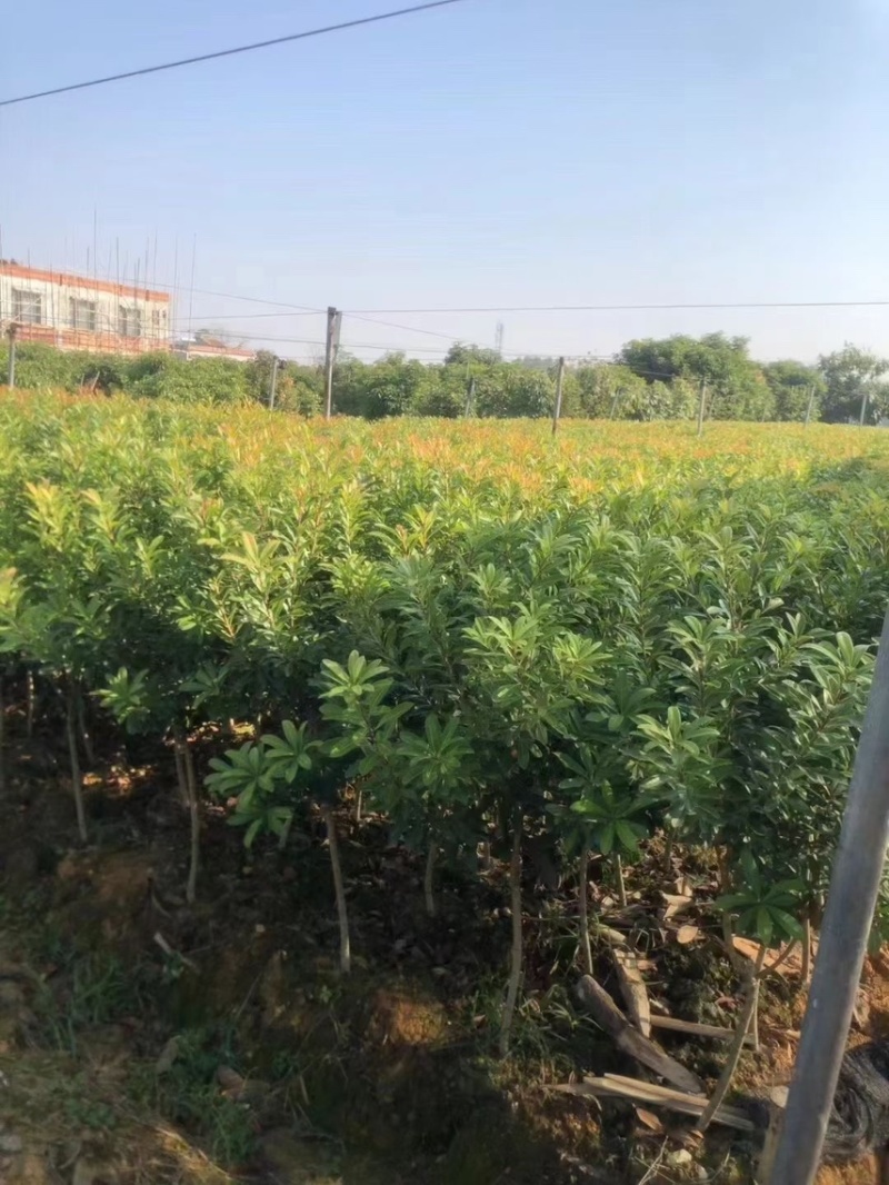 杨梅苗，杨梅果树，1公分-15公分，大量现货出售，要联系