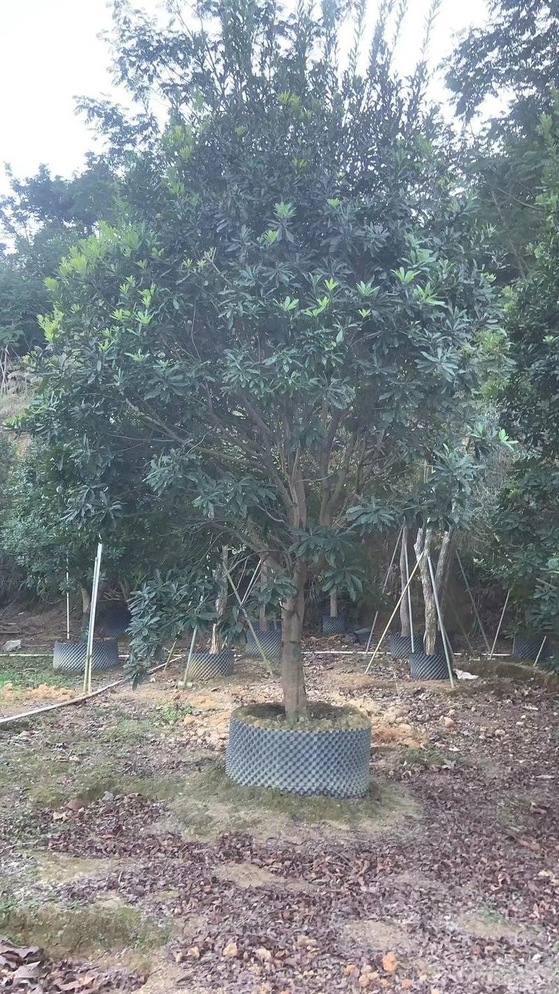 杨梅苗，杨梅果树，1公分-15公分，大量现货出售，要联系