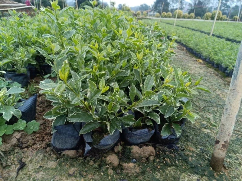 花叶假连翘小袋中袋基地直销质量优质欢迎来电洽谈合作