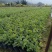 花叶假连翘小袋中袋基地直销质量优质欢迎来电洽谈合作