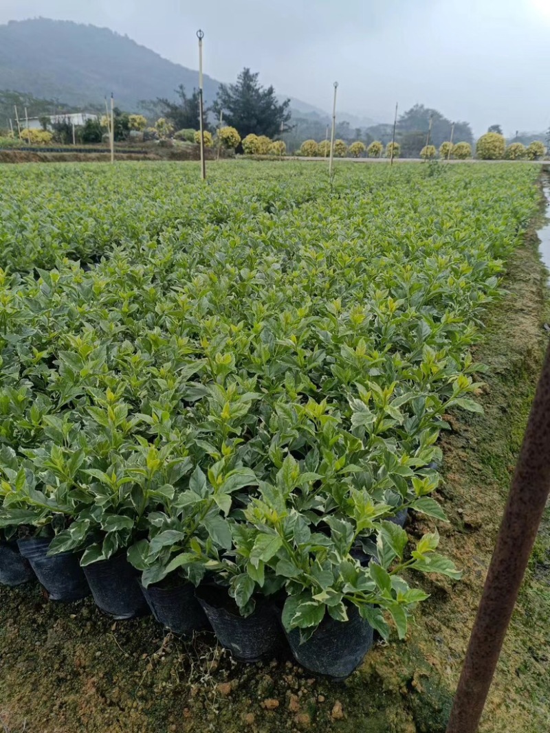 花叶假连翘小袋中袋基地直销质量优质欢迎来电洽谈合作
