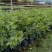 花叶假连翘小袋中袋基地直销质量优质欢迎来电洽谈合作