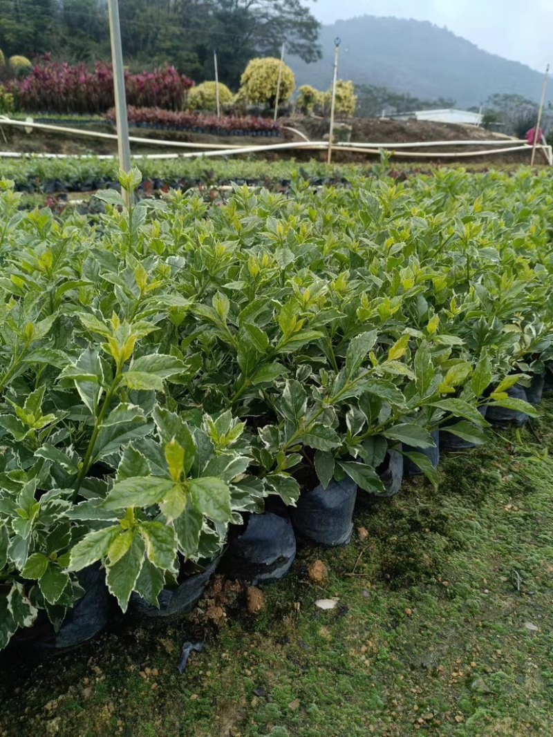 花叶假连翘小袋中袋基地直销质量优质欢迎来电洽谈合作