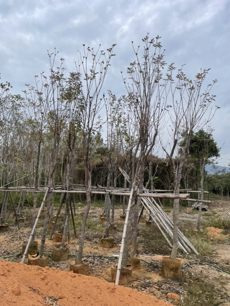 多花/少花黄花风铃木基地直销规格齐全质量优欢迎来电