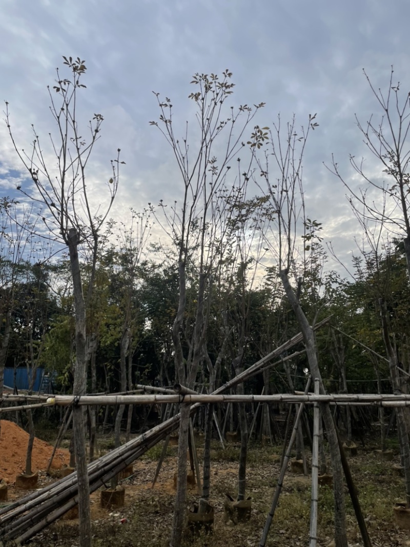 多花/少花黄花风铃木基地直销规格齐全质量优欢迎来电