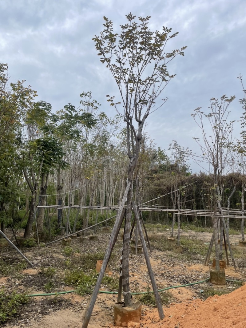 多花/少花黄花风铃木基地直销规格齐全质量优欢迎来电