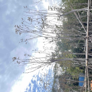多花/少花黄花风铃木基地直销规格齐全质量优欢迎来电