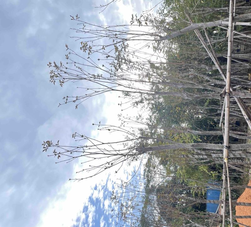 多花/少花黄花风铃木基地直销规格齐全质量优欢迎来电
