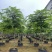 粉花山扁豆规格齐全质量优欢迎来电洽谈合作
