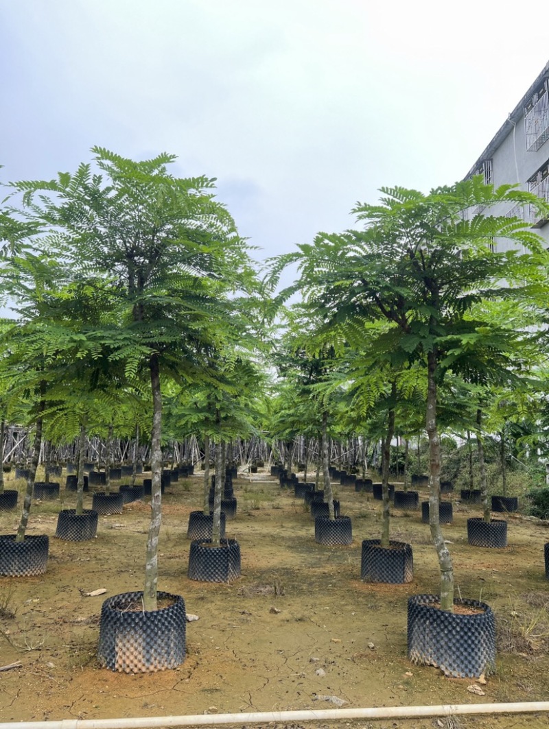 粉花山扁豆规格齐全质量优欢迎来电洽谈合作