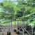 粉花山扁豆规格齐全质量优欢迎来电洽谈合作