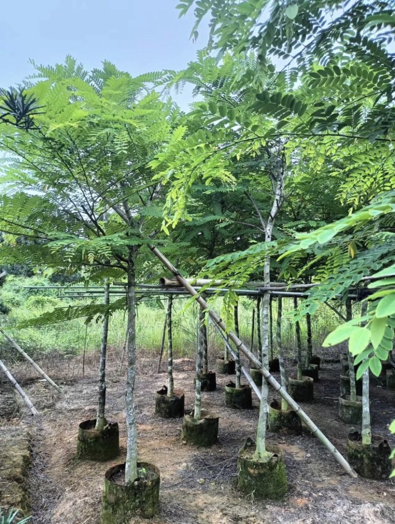 粉花山扁豆规格齐全质量优欢迎来电洽谈合作