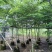 粉花山扁豆规格齐全质量优欢迎来电洽谈合作