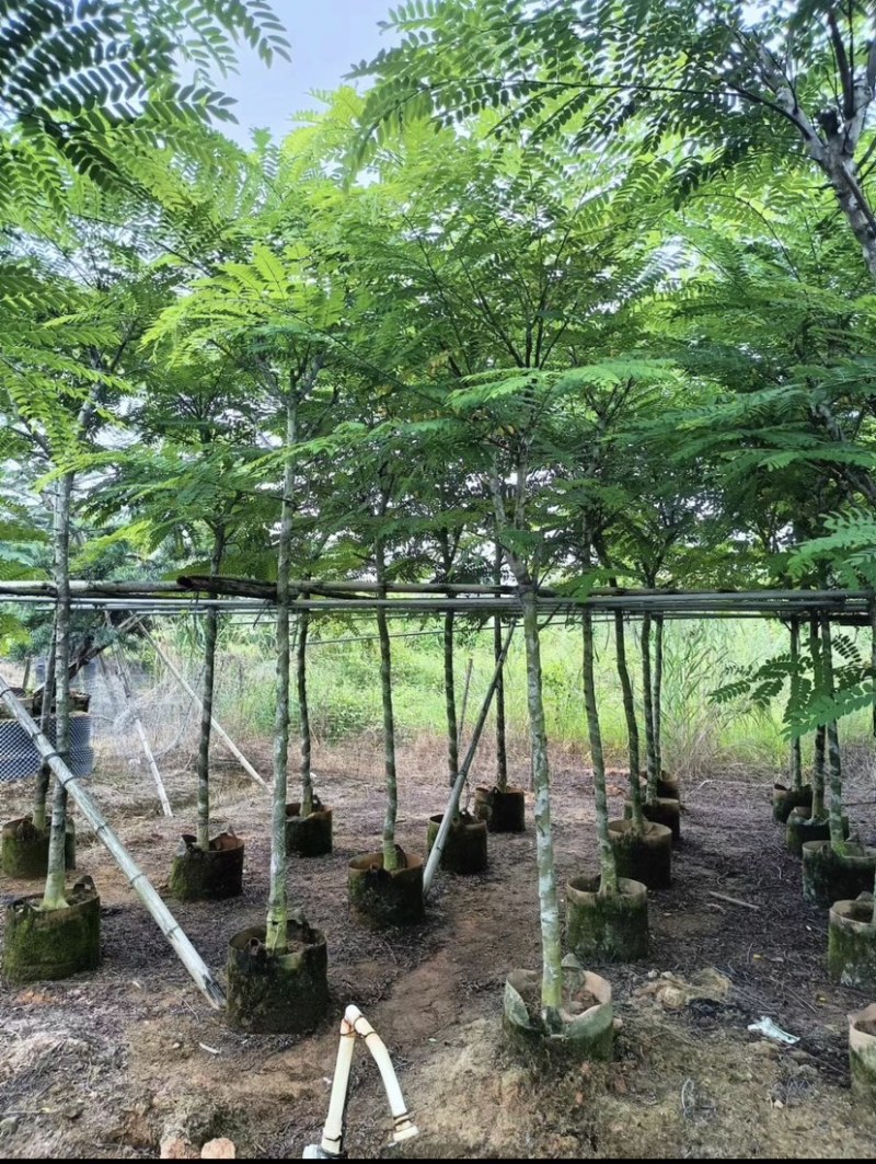 粉花山扁豆规格齐全质量优欢迎来电洽谈合作