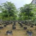 粉花山扁豆规格齐全质量优欢迎来电洽谈合作
