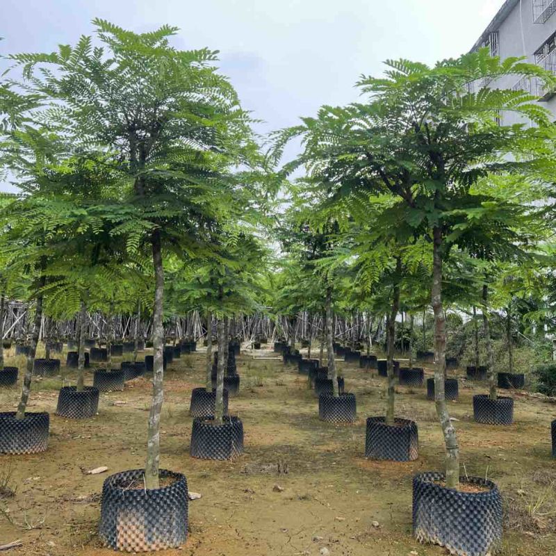 粉花山扁豆规格齐全质量优欢迎来电洽谈合作
