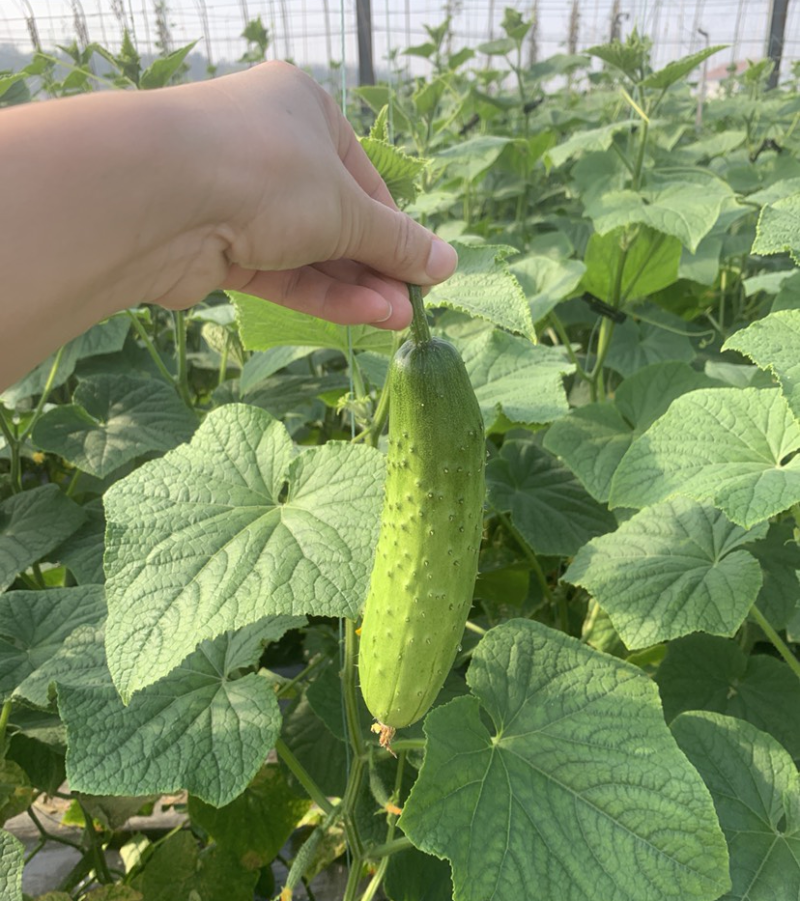 旱黄瓜《湖北荆州》现摘现发现货供应量大有优惠