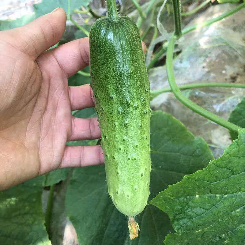 《湖北随州》旱黄瓜现货供应市场商超电商平台旱地黄瓜