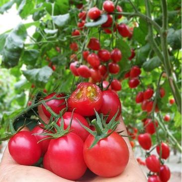 香妃中早熟无限生长番茄种子小粉果抗TY适合成串采摘园果实