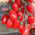 香妃中早熟无限生长番茄种子小粉果抗TY适合成串采摘园果实