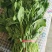 越冬长杆菠菜