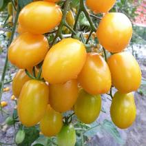 台湾黄圣女小番茄西红柿种子高产抗病耐寒蕃茄阳台盆栽蔬菜种