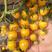 台湾黄圣女小番茄西红柿种子高产抗病耐寒蕃茄阳台盆栽蔬菜种