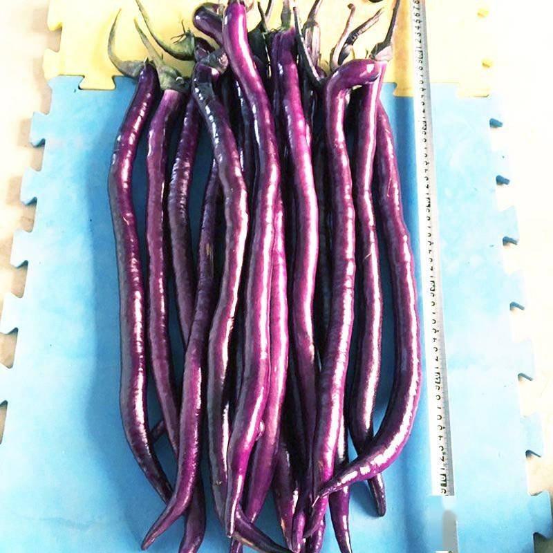 紫长茄线茄紫茄子基地现货供应中可提供一条龙服务