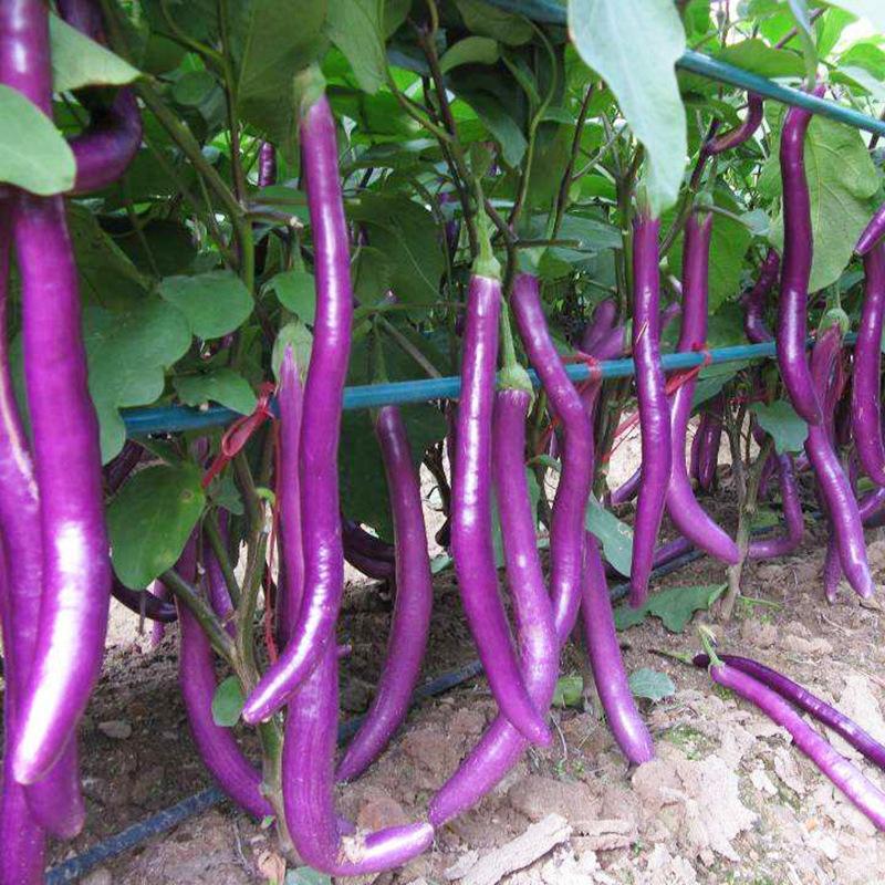 紫长茄线茄紫茄子基地现货供应中可提供一条龙服务