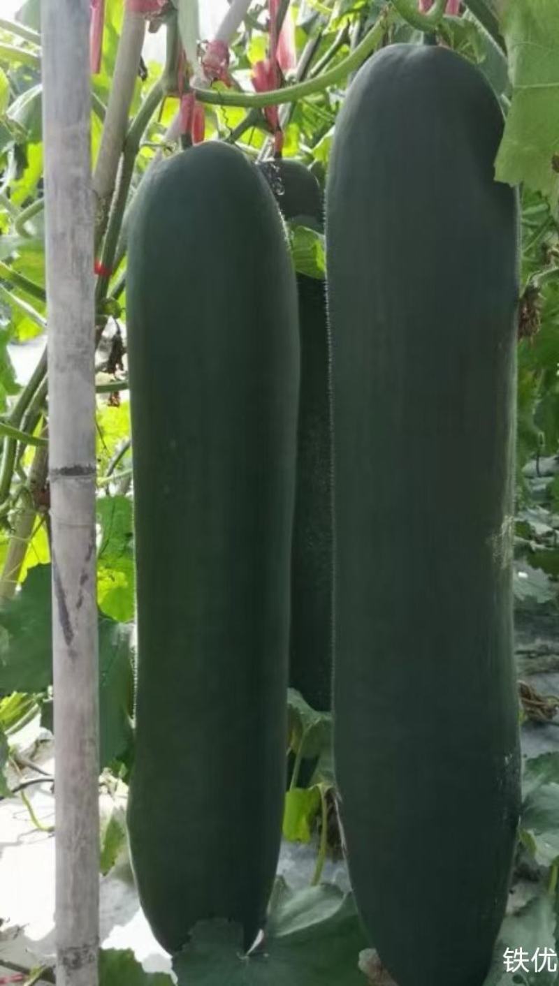 黑皮冬瓜种子领先黑皮王广东金记种业大果型高产量黑皮