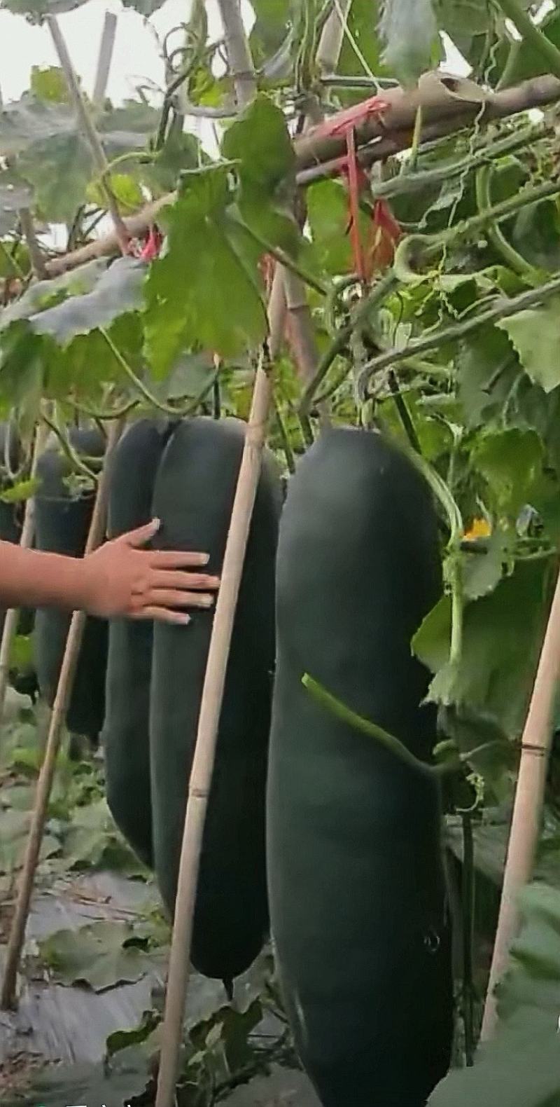 黑皮冬瓜种子领先黑皮王广东金记种业大果型高产量黑皮